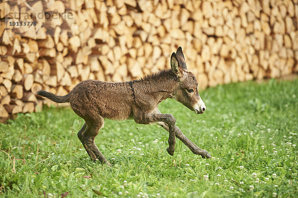 Esel auf der Wiese  Oberpfalz  Bayern  Deutschland  Europa