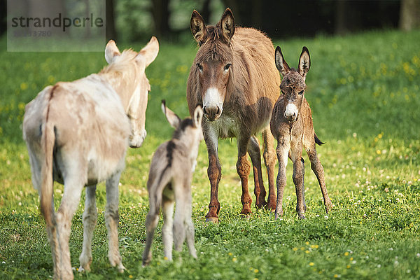 Esel auf der Wiese  Oberpfalz  Bayern  Deutschland  Europa