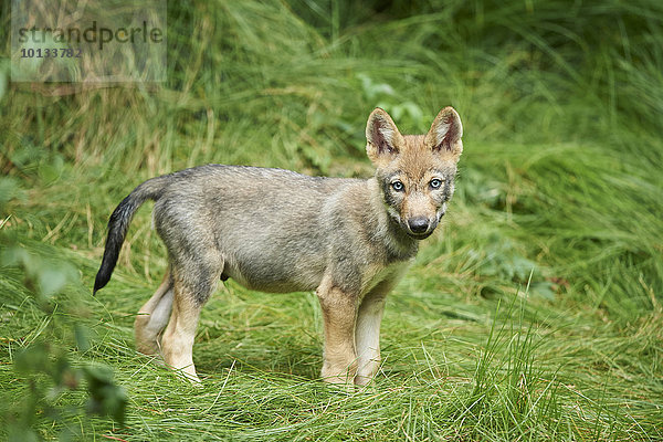 Eurasischer Wolfswelpe  Canis lupus lupus  Nationalpark Bayerischer Wald  Bayern  Deutschland  Europa
