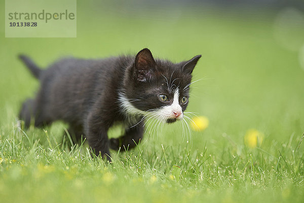 Katze auf einer Wiese  Oberpfalz  Bayern  Deutschland  Europa