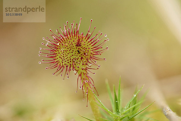 Sonnentau  Drosera rotundifolia  Oberpfalz  Bayern  Deutschland  Europa