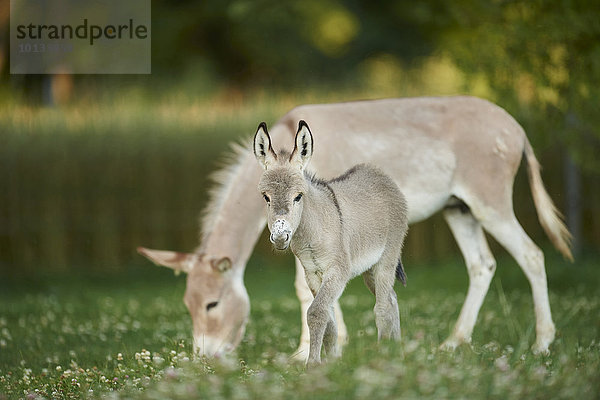 Esel auf der Wiese  Oberpfalz  Bayern  Deutschland  Europa