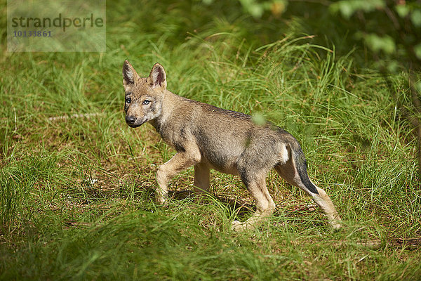 Wolfswelpe  Canis lupus lupus  Nationalpark Bayerischer Wald  Bayern  Deutschland  Europa