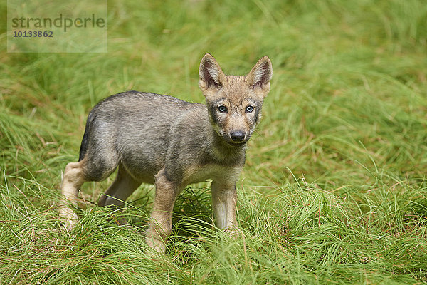 Wolfswelpe  Canis lupus lupus  Nationalpark Bayerischer Wald  Bayern  Deutschland  Europa
