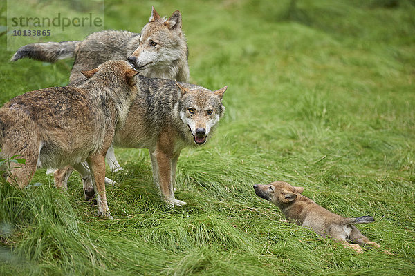 Eurasische Wölfe  Canis lupus lupus  Nationalpark Bayerischer Wald  Bayern  Deutschland  Europa