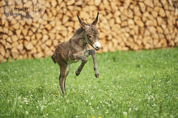 Esel auf der Wiese  Oberpfalz  Bayern  Deutschland  Europa