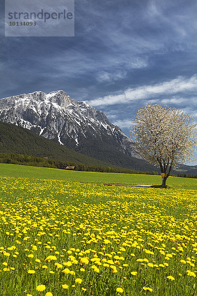 Hohe Munde  Mieminger Gebirge  Tirol  Österreich  Europa