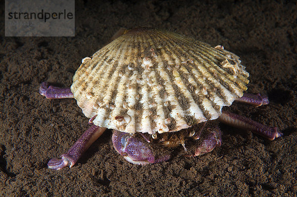 Japanische Krabbe (Paradorippe granulata)  Japanisches Meer  Region Primorje  Russland  Europa