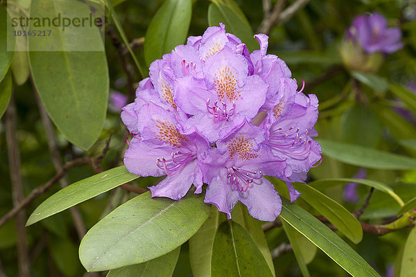 Rosa Blüte vom Rhododendron (Rhododendron)  Deutschland  Europa