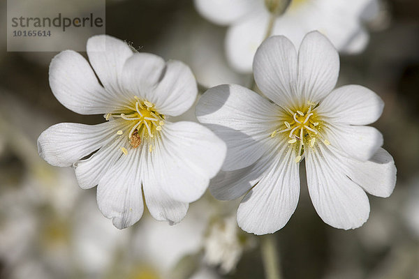 Weiße Blüten  Filziges Hornkraut (Cerastium tomentosum)