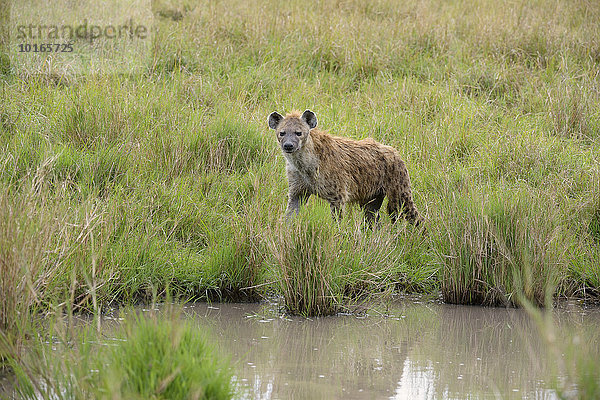 Tüpfelhyäne  Fleckenhyäne  (Crocuta crocuta)  besucht Wasserstelle  Masai Mara Nationalreservat  Kenia  Afrika
