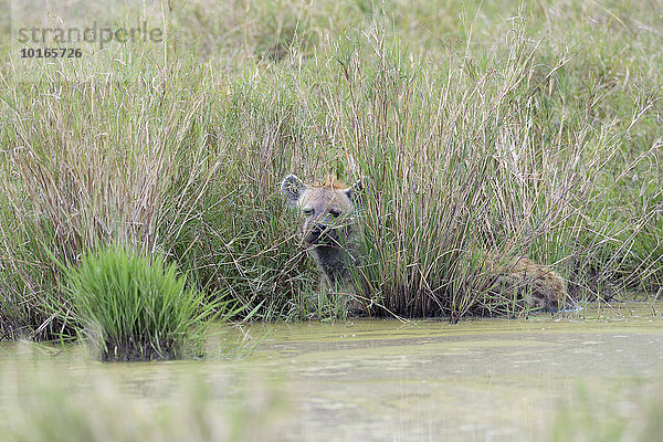 Tüpfelhyäne  Fleckenhyäne  (Crocuta crocuta)  liegt versteckt im hohen Gras an Wasserstelle und kühlt sich ab  Masai Mara Nationalreservat  Kenia  Afrika