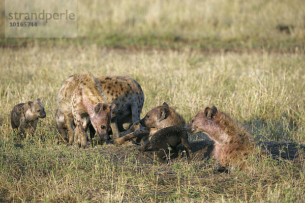 Tüpfelhyänen  (Crocuta crocuta)  Weibchen mit Jungtieren  am Bau  Masai Mara Nationalreservat  Kenia  Afrika