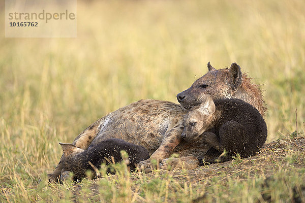 Tüpfelhyäne  (Crocuta crocuta)  Weibchen kuschelt mit Welpen  Masai Mara Nationalreservat  Kenia  Afrika