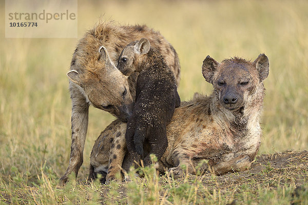 Tüpfelhyänen  (Crocuta crocuta)  Weibchen mit Welpe  zärtlich  schnuppernd  Masai Mara Nationalreservat  Kenia  Afrika