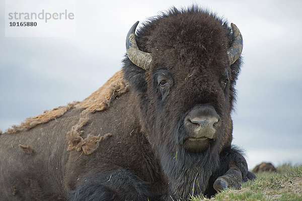 Bison (Bison bison)  Yellowstone Nationalpark  Wyoming  USA  Nordamerika