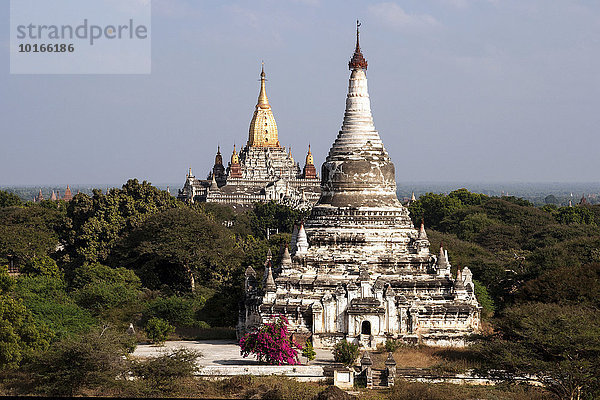Ausblick auf Pagoden  hinten Ananda Tempel  Pagodenfeld  hinten Ananda-Tempel  Bagan  Division Mandalay  Myanmar  Asien
