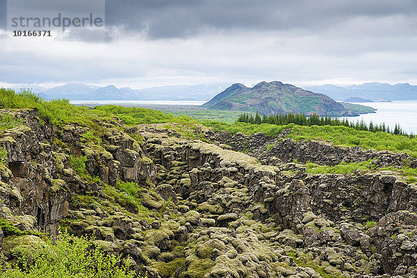 Lavafeld im Nationalpark Þingvellir auch Thingvellir oder Pingvellir  Island  Europa