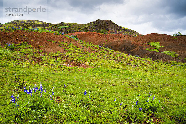 Lupinen  grünes Gras und ockerfarbene Hügel im Geothermalgebiet Haukadalur  Island  Europa