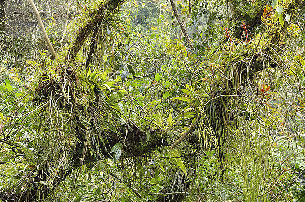 Kleines Biotop mit Orchideen  Bromelien  Tillandsien und Farnen in einer Astgabel  Regenwald an der Cascada de Texolo  Teocelo bei Xalapa  Veracruz  Mexiko  Nordamerika