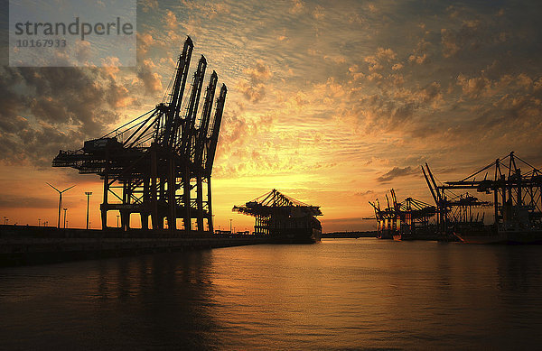 Ladekräne bei Sonnenuntergang  Waltershofer Hafen  Hamburg  Deutschland  Europa