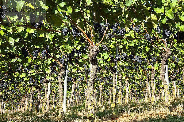 Weinreben mit blauen Trauben  Kaiserstuhl  Baden-Württemberg  Deutschland  Europa