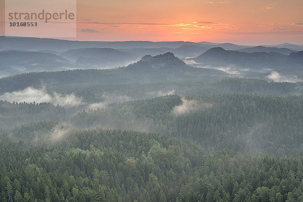 Nebel dampft aus dem Wald am Morgen zum Sonnenaufgang  Sächsische Schweiz  Elbsandsteingebirge  Sachsen  Deutschland  Europa