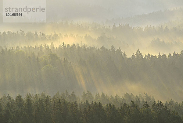 Nebel dampft aus dem Wald am Morgen zum Sonnenaufgang  Sächsische Schweiz  Elbsandsteingebirge  Sachsen  Deutschland  Europa
