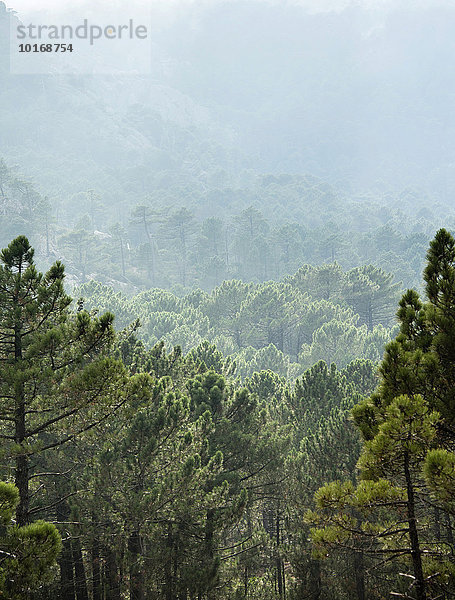 Wald im Nebel  Berglandschaft  L?Ospédale  Alta Rocca  Korsika  Frankreich  Europa