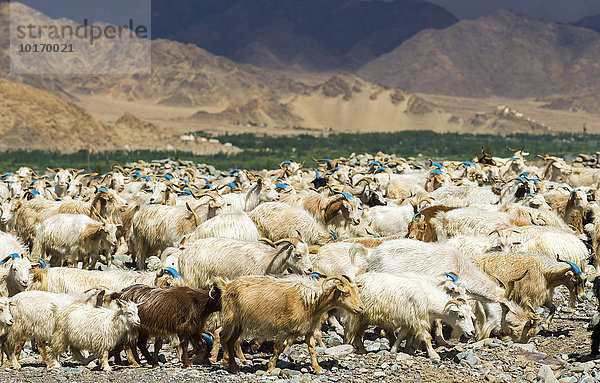 Eine Herde von Ziegen und Schafen weidet auf einem Hügel über dem Indus-Tal  Stok  Jammu und Kaschmir  Indien  Asien