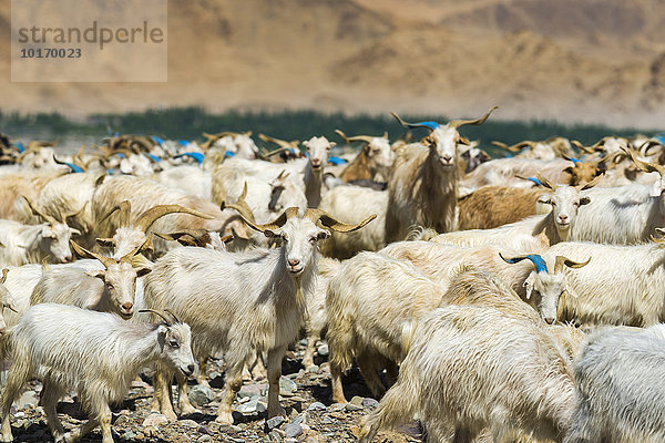 Eine Herde von Ziegen und Schafen weidet auf einem Hügel über dem Indus-Tal  Stok  Jammu und Kaschmir  Indien  Asien