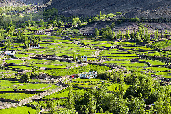 Luftaufnahme von grünen Feldern und Bauernhäusern in einem kleinen Tal hoch über dem Indus-Tal  Matho  Jammu und Kaschmir  Indien  Asien