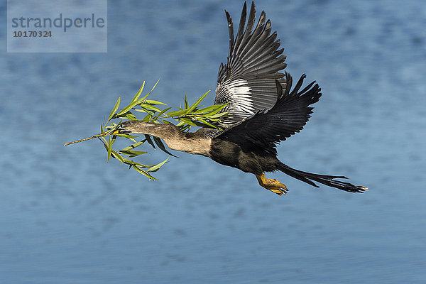 Amerikanischer Schlangenhalsvogel  (Anhinga anhinga)  mit Nistmaterial fliegend  Brutkleid  Venice  Florida  USA  Nordamerika