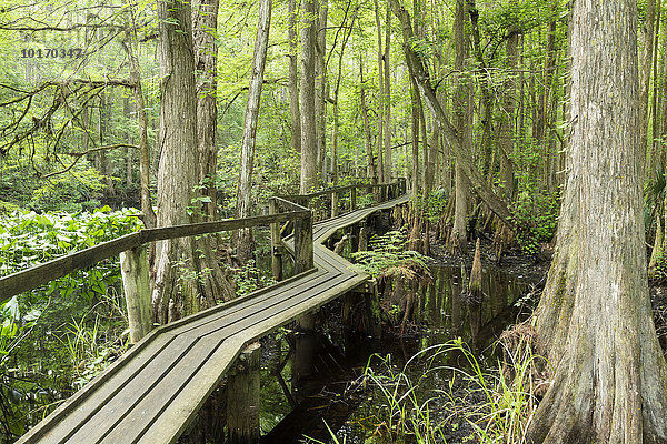 Wanderweg  Steg im Mangrovenwald  Highland Hammock State Park  Florida  USA  Nordamerika