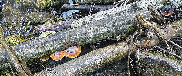 Umgefallene Baumstämme  Gehölz mit Baumpilzen  Untertalbach  Rohrmoos-Untertal  Steiermark  Österreich  Europa