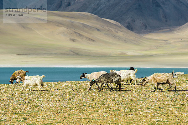 Karge Landschaft mit einer Ziegenherde (Capra aegagrus hircus) und dem türkisfarbenen Wasser des Sees Tsomoriri oder Tso Moriri  Changtang Region  Korzok  Jammu und Kaschmir  Indien  Asien