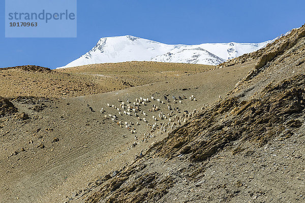 Karge Landschaft mit einer Ziegenherde (Capra aegagrus hircus)  schneebedeckte Berge  Changtang Region  Korzok  Jammu und Kaschmir  Indien  Asien