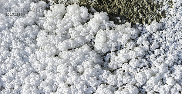 Salzkristalle in verschiedenen Formen am Tso Kar  Weißer See  ein stark schwankender Salzsee  4530 m  Changtang Region  Thukje  Jammu und Kaschmir  Indien  Asien