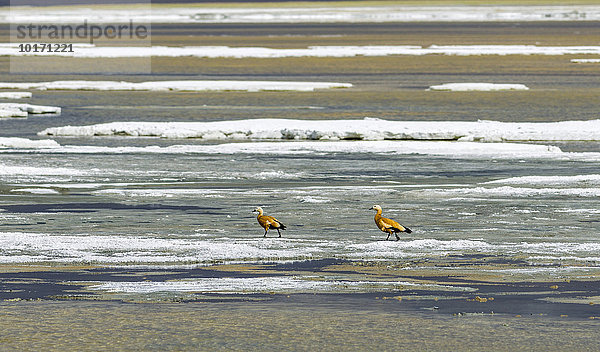 Zwei Rostgänse (Tadorna ferruginea)  Tso Kar  Weißer See  ein stark schwankender Salzsee  4530 m  Changtang Region  Thukje  Jammu und Kaschmir  Indien  Asien