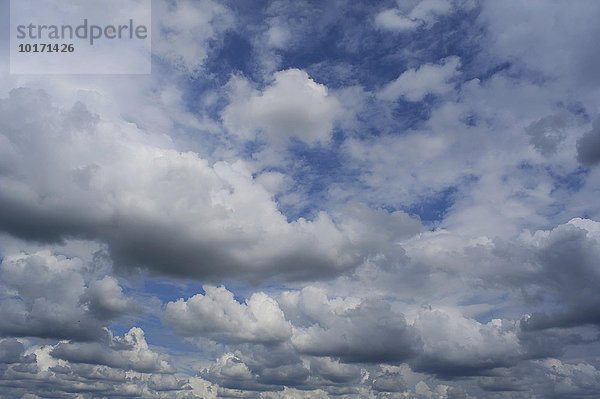 Haufenwolken (Stratocumulus)  Bayern  Deutschland  Europa