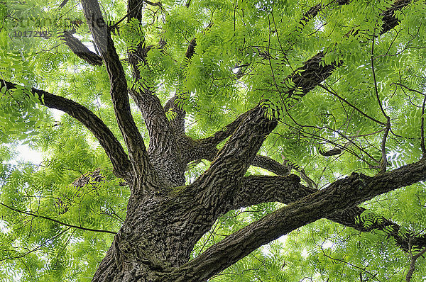Schwarznussbaum (Juglans nigra)  Blick in die Baumkrone  Bodensee  Baden-Württemberg  Deutschland  Europa