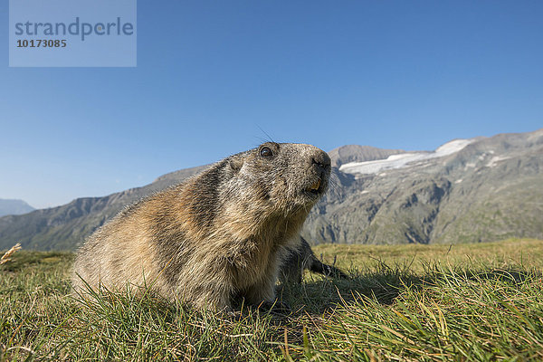 Alpenmurmeltier (Marmota marmota)  Nationalpark Hohe Tauern  Kärnten  Österreich  Europa