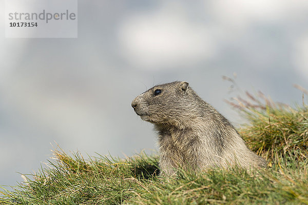 Junges Alpenmurmeltier (Marmota marmota)  Nationalpark Hohe Tauern  Kärnten  Österreich  Europa