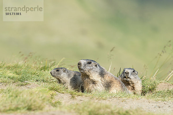 3 Alpenmurmeltier (Marmota marmota) schauen aus Bau  Nationalpark Hohe Tauern  Kärnten  Österreich  Europa