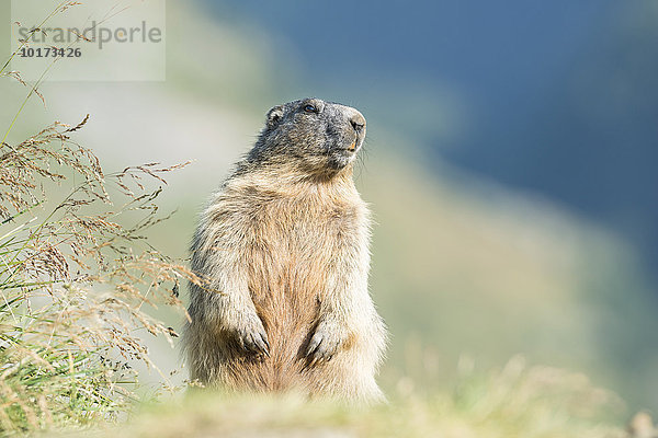 Alpenmurmeltier (Marmota marmota)  Nationalpark Hohe Tauern  Kärnten  Österreich  Europa