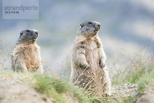2 Alpenmurmeltiere (Marmota marmota)  Nationalpark Hohe Tauern  Kärnten  Österreich  Europa