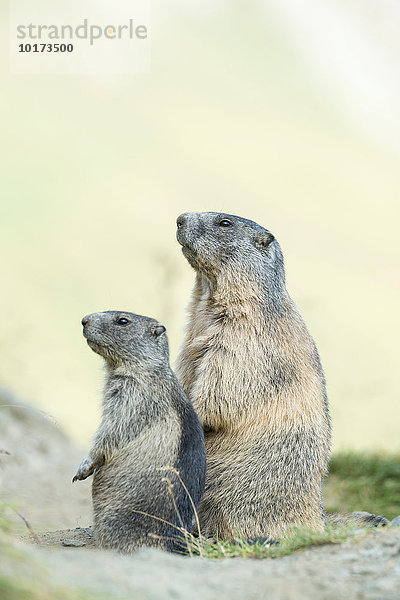 2 Alpenmurmeltiere (Marmota marmota)  Nationalpark Hohe Tauern  Kärnten  Österreich  Europa