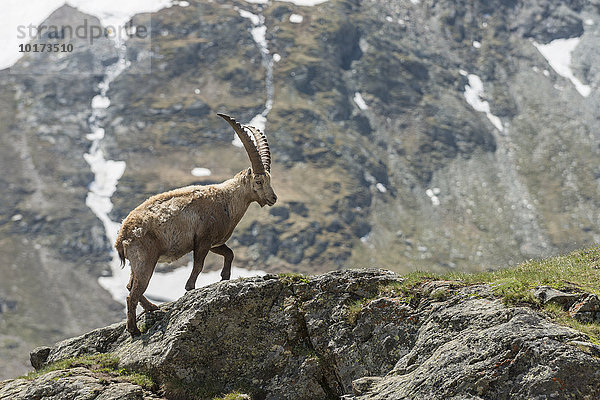Alpensteinbock (Capra Ibex)  Nationalpark Hohe Tauern  Kärnten  Österreich  Europa