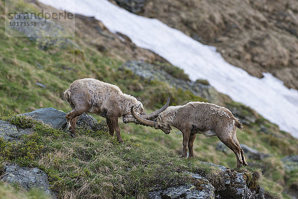 Alpensteinböcke (Capra Ibex) beim kämpfen um die Rangordnung  Nationalpark Hohe Tauern  Kärnten  Österreich  Europa