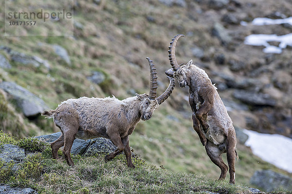 Alpensteinböcke (Capra Ibex) beim kämpfen um die Rangordnung  Nationalpark Hohe Tauern  Kärnten  Österreich  Europa